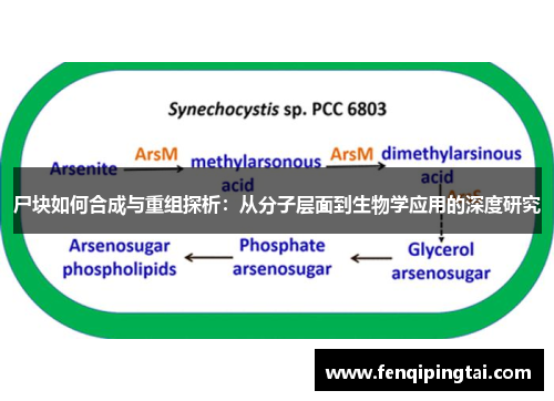 尸块如何合成与重组探析：从分子层面到生物学应用的深度研究